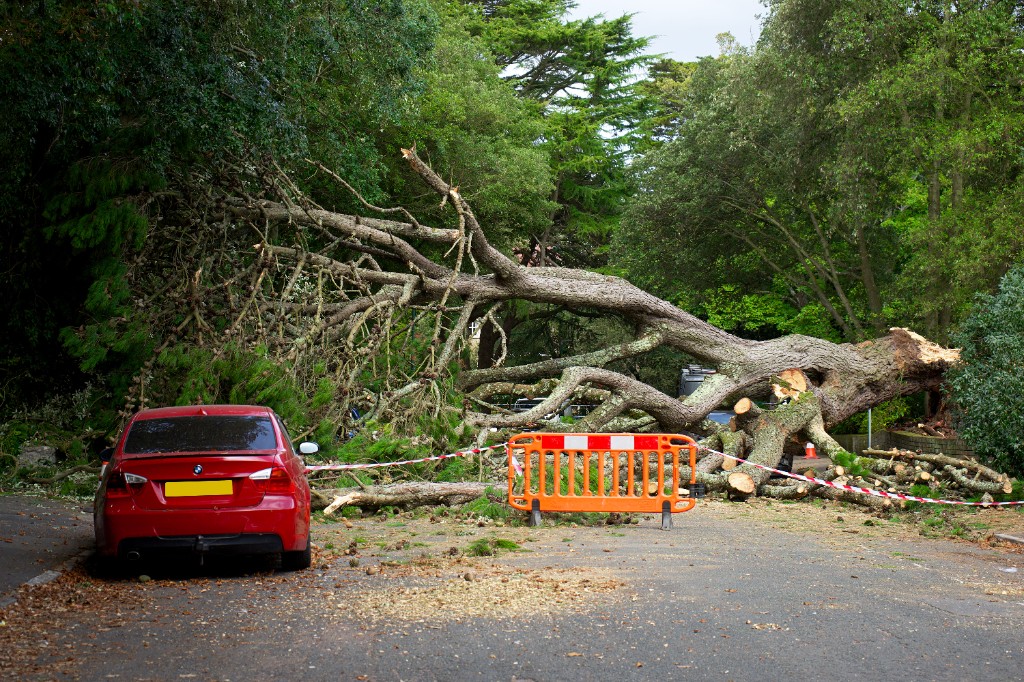 Omgewaaide boom over de weg na stormschade