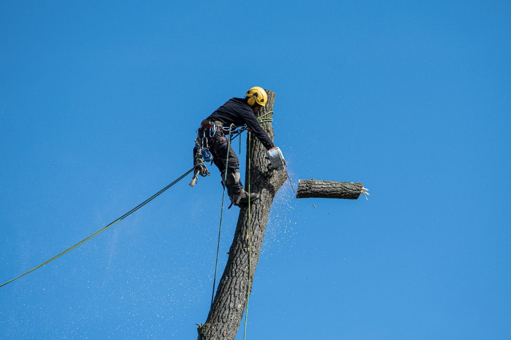 Boomverzorger in de boom, stam in delen naar beneden