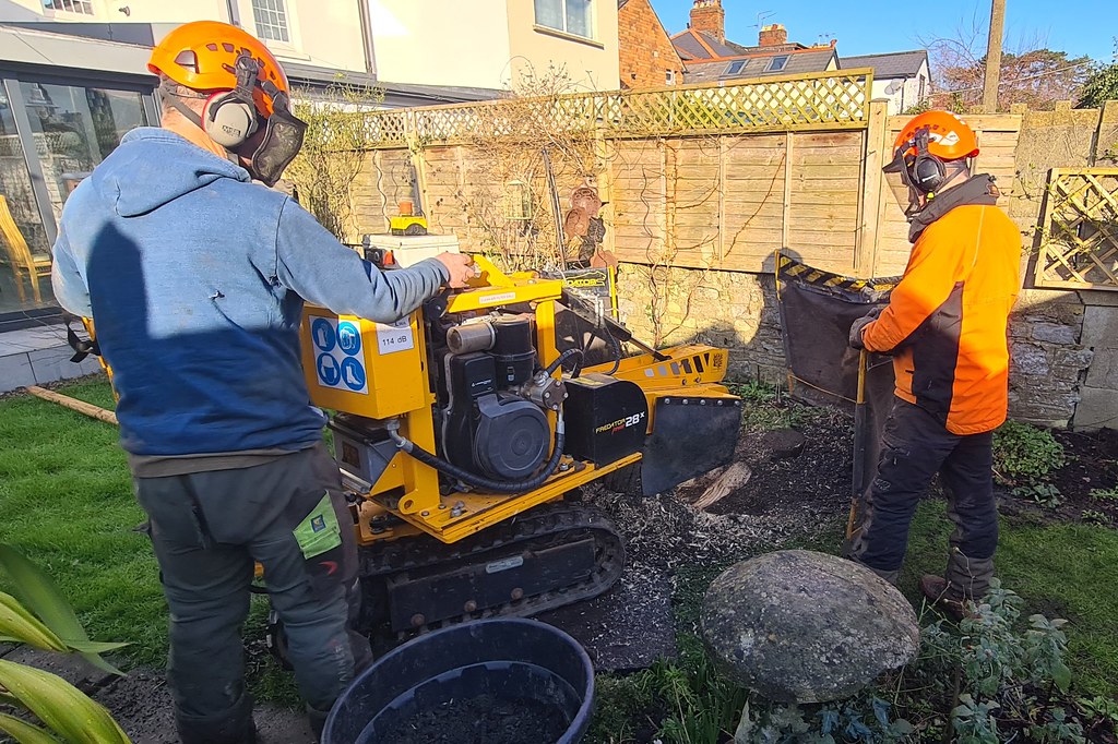 Stobben frezen in een tuin, twee boomverzorgers bij de machine